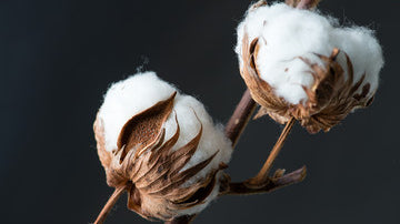 Cotton plant for cotton t-shirts.