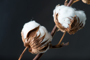 Cotton plant for cotton t-shirts.
